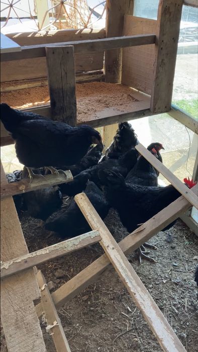 10000 som Tuxumlar sotiladi Qora Shaxzoda Gigant asl zoti