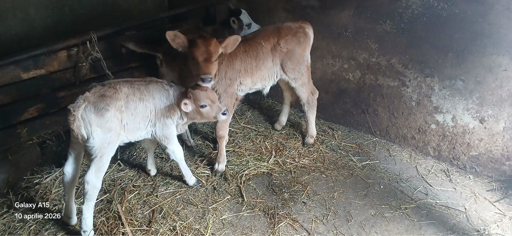 3 vitei de vanzare 53 de milioane