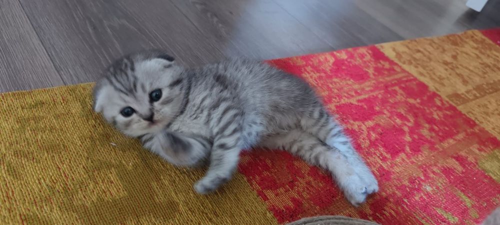 Вязка. Шотландский вислоуий кот.