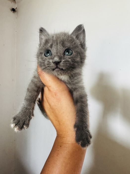 Милые котята приучены к лотку