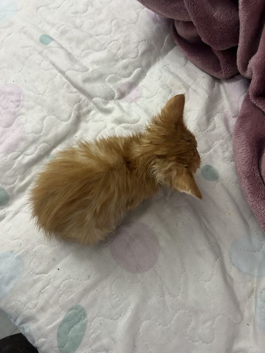 Котенок ищет дом