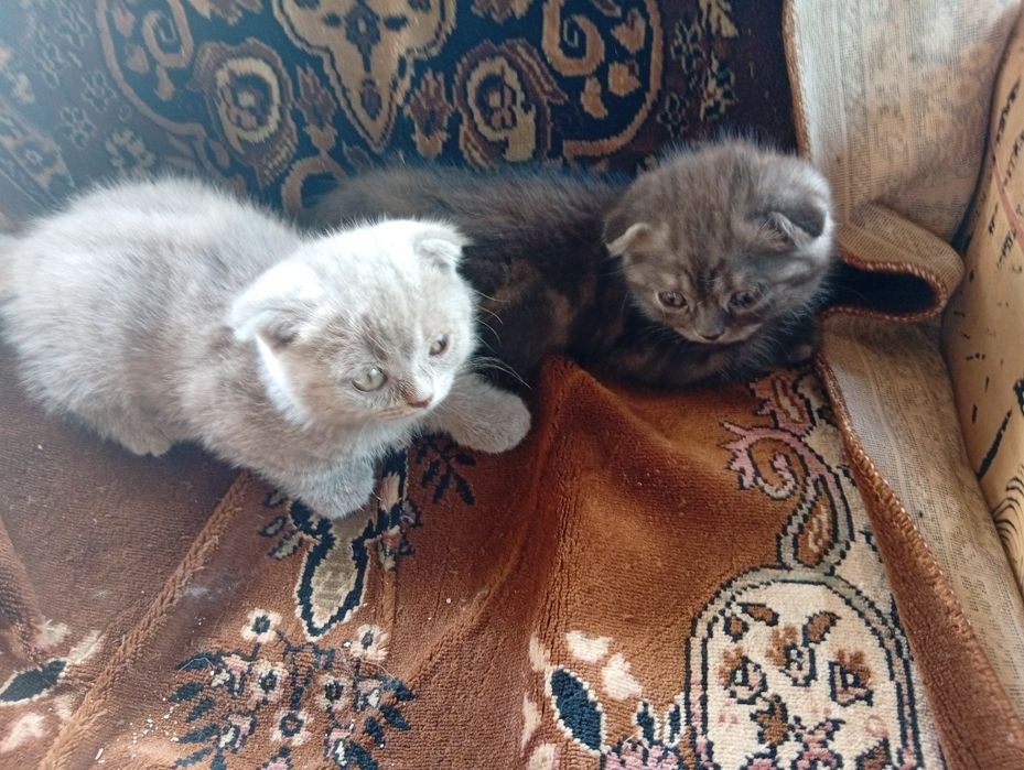 Продаются котята шотландцы