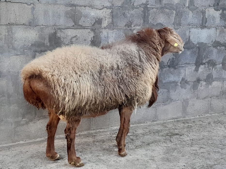 Продам  барана кошкар
