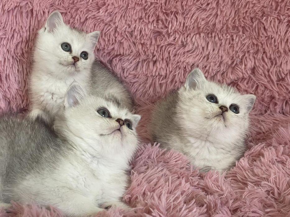 Британка късокосместа