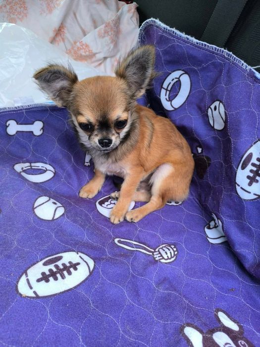 Чихуахуа момче и момиче