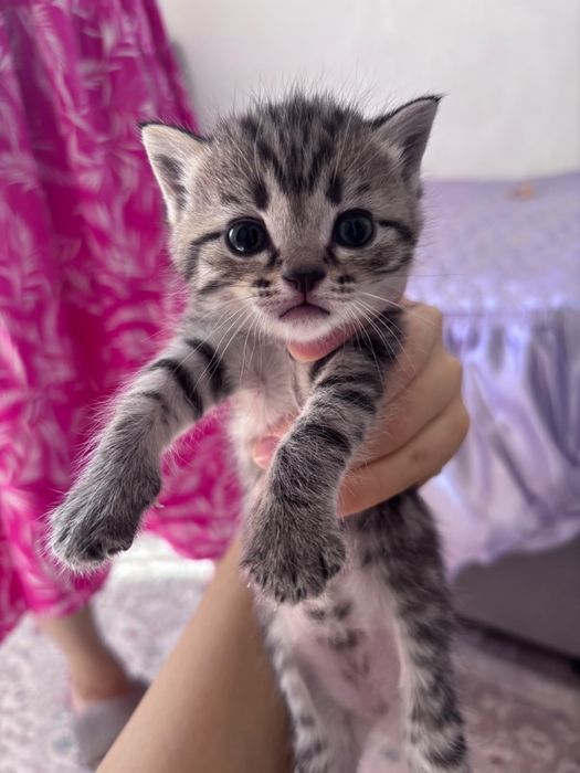 Ласковый, игривый котенок