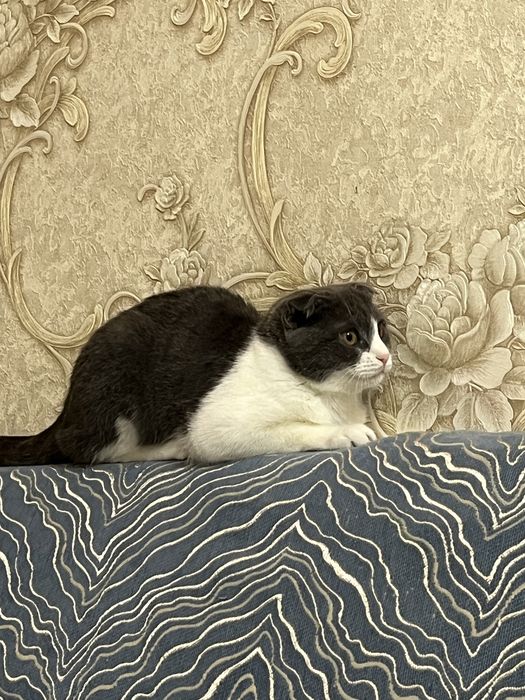 Продает ( сатылады)