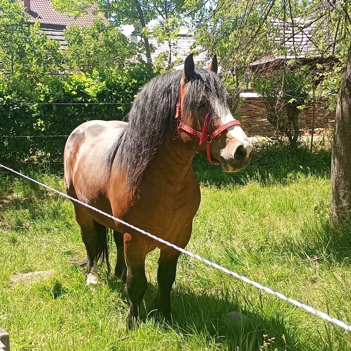 Vând s-au schimb Armăsar de 5 ani.