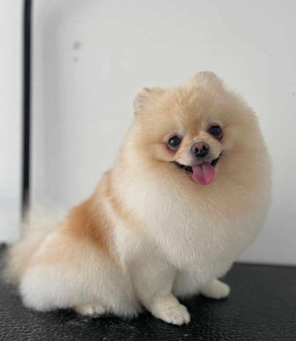 Померан XXS (Mini)