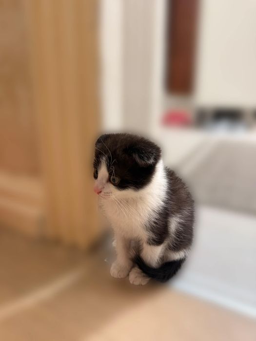Продам милого котика