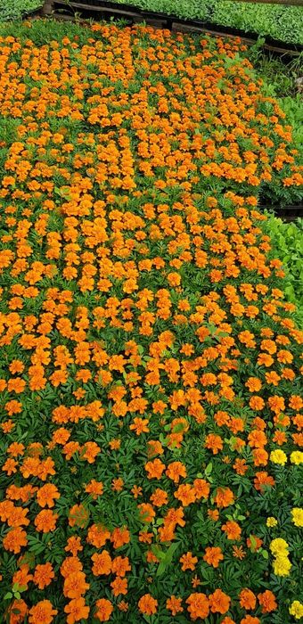 Продам петунию оптом