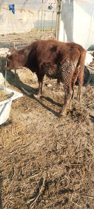 Бука сотилади уйни моли