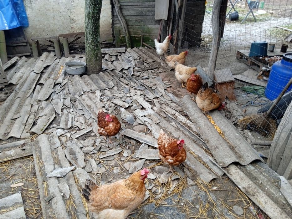 Vând găini ouătoare tinere de casă