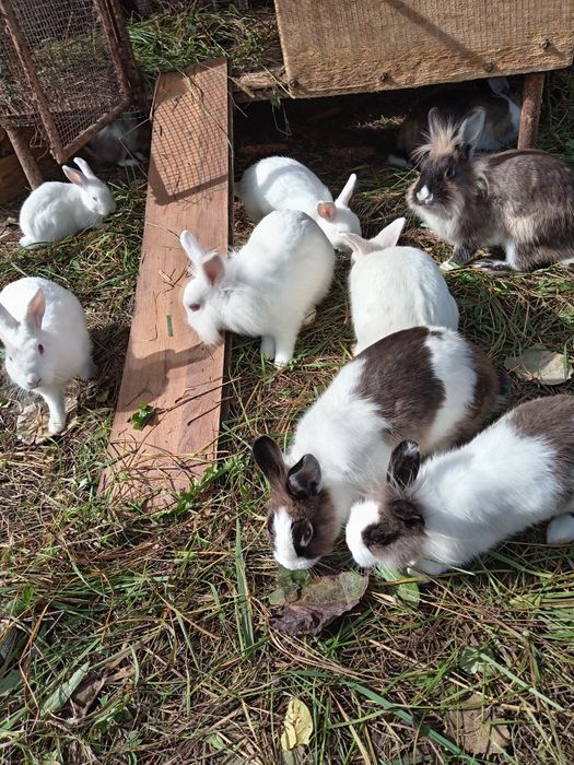 Iepuras de companie Cap de Leu pitic