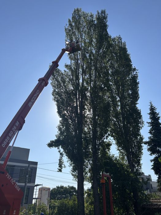 Рязане на опасни дървета и почистване на дворове