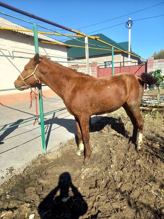 Кунан сатылады 2.5 жасар