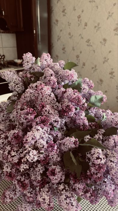 апрельскийй сирень