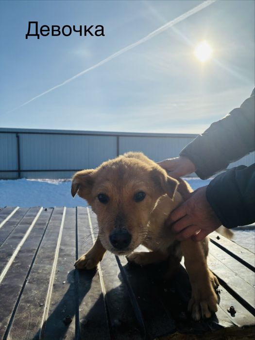 Ищем дом щенкам добрые руки!