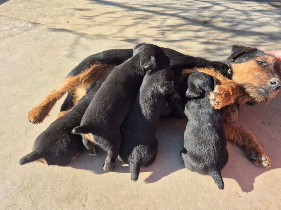 Продам щенка ягдтерьера