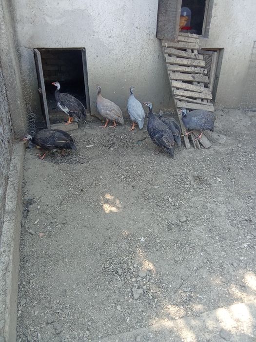 Vând pui de bibilică