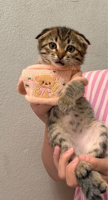Скоттиш фолд котенок