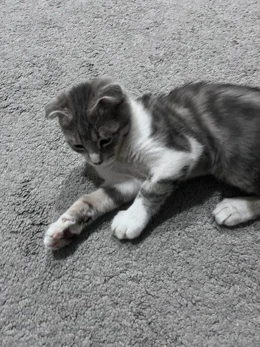 Шодланская мушук боласи сотилади