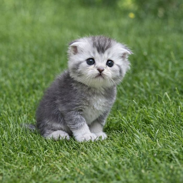 Мушукчалар сотилади