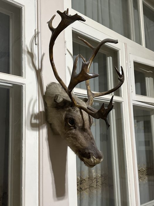 Чучело Северного оленя