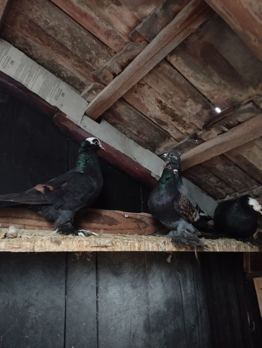 De vanzare porumbei incaltati si preoti saxoni