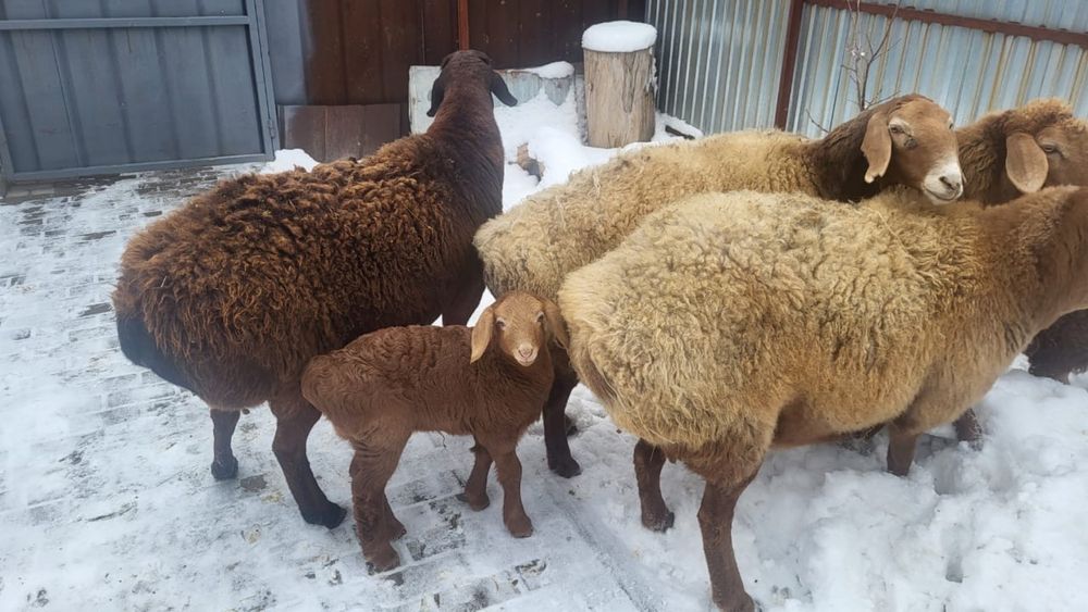 Продам маток котные