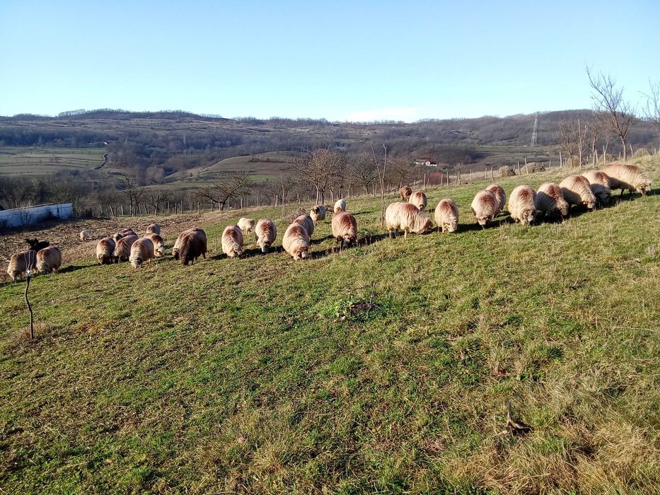 Vând 30 de oi țurcane