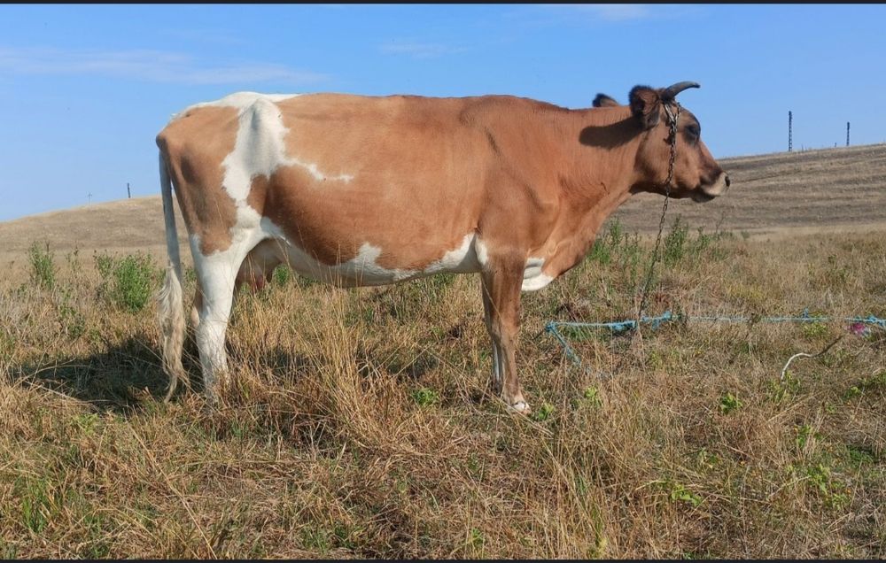 Vand  Vaca  Gestanta