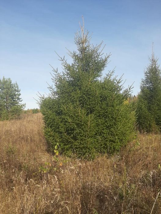 Саженцы ель Тополь яблони