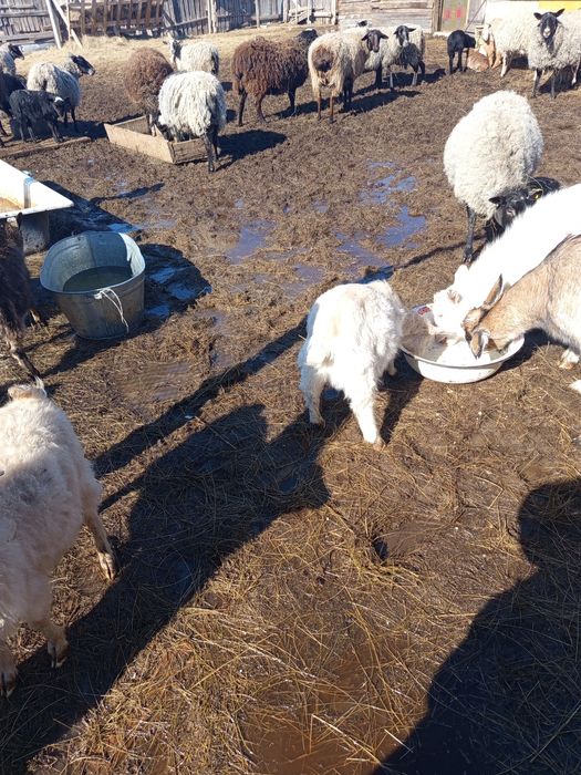 Продам Занненских козочек.35000 одна