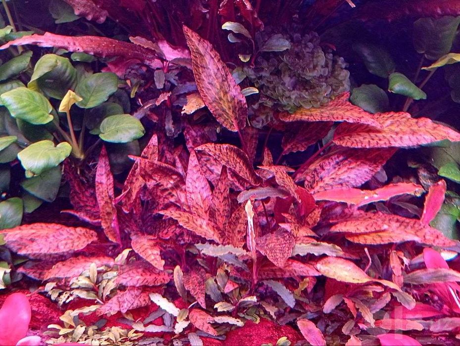 Криптокорина нури (Cryptocoryne nurii) — аквариумное растение