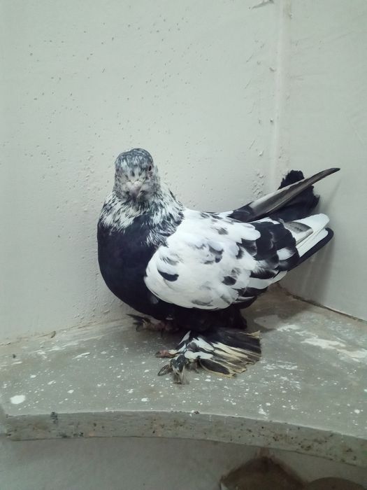 Продажа распарованных пар сочих самка и самец