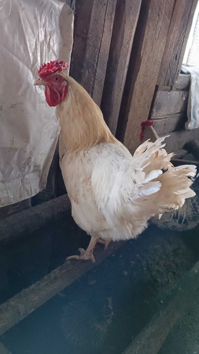 Инкубационное яйцо куриное