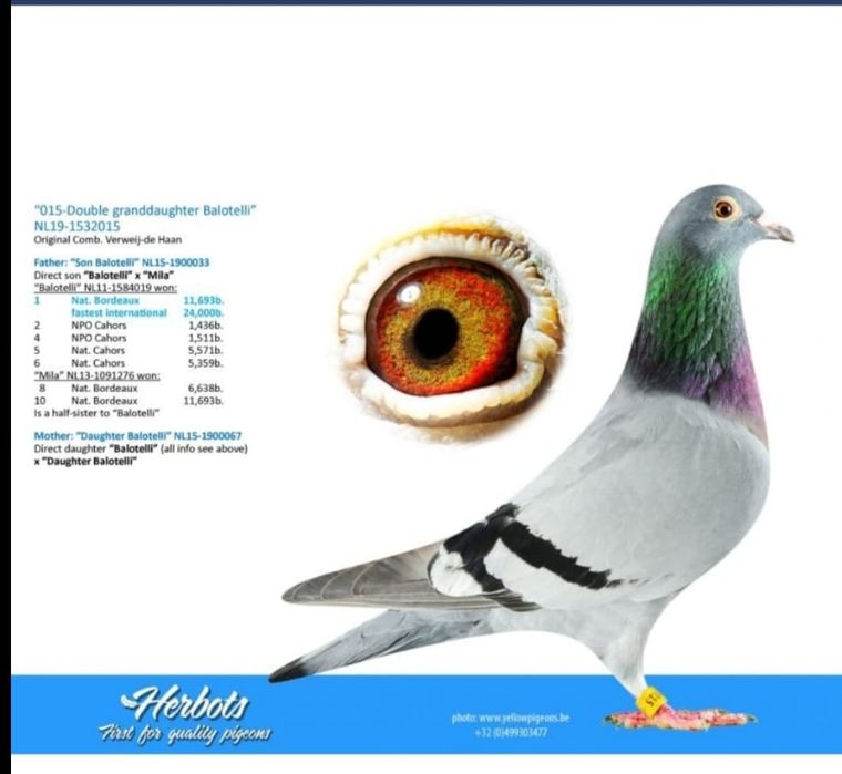 Porumbei de vanzare cu pedigree