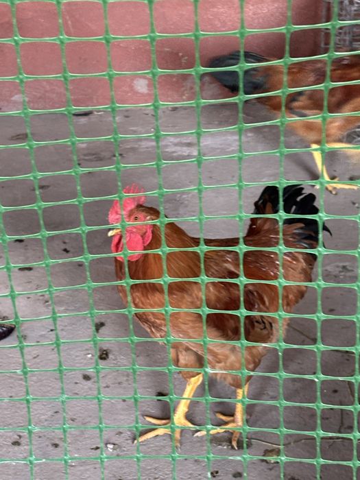 Продам курей и петухов