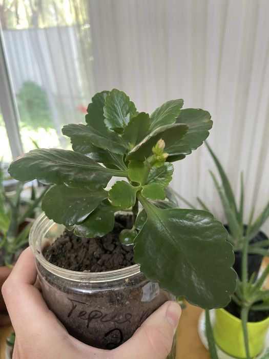 Каланхое, Алоэ, Алоэ древовидное, Хлорофитум