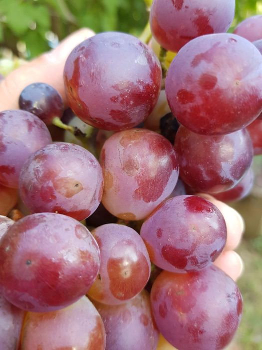 Teren Oradea ( gaz, apa, curent)str Fagetului  51 eur/mp