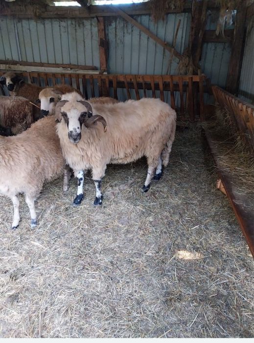 Vand berbec stramior