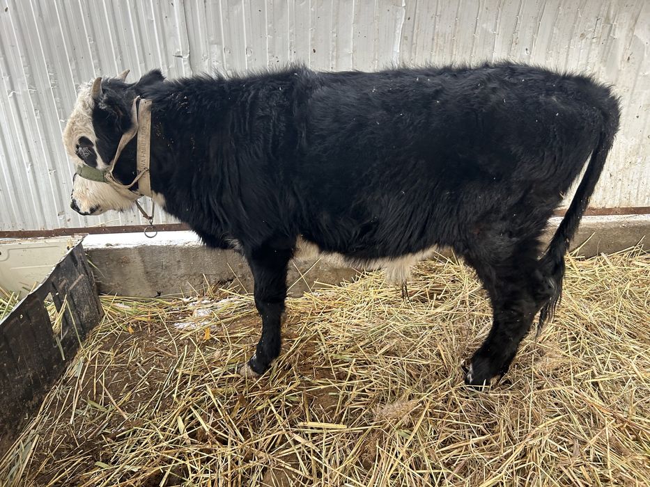 Өгіз Бұқа Бык баспақ