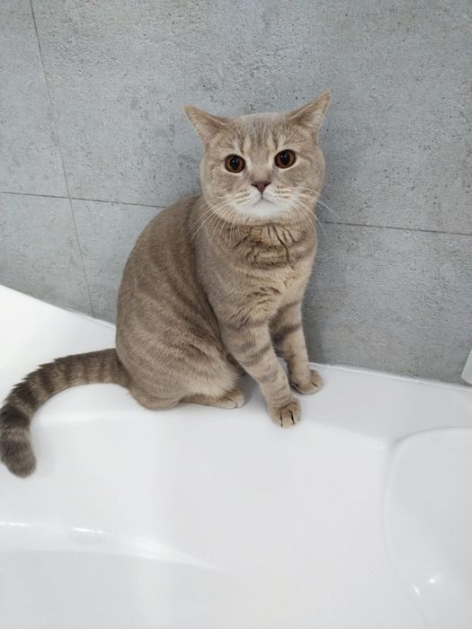 Породистая кошка мальчик для вязки не продается умная