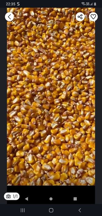 Vând Porumb Pioneer 2025