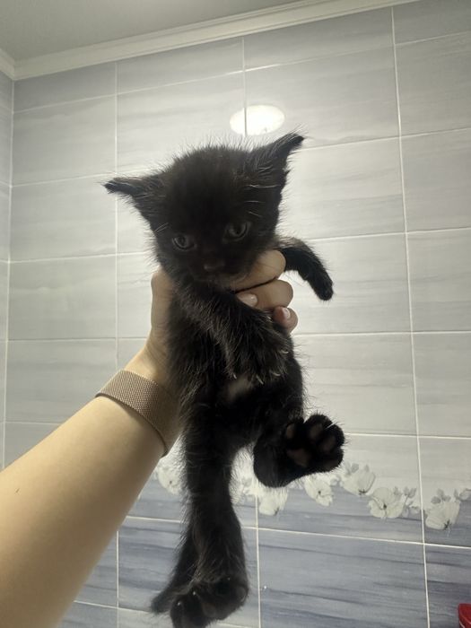 Котята бесплатно