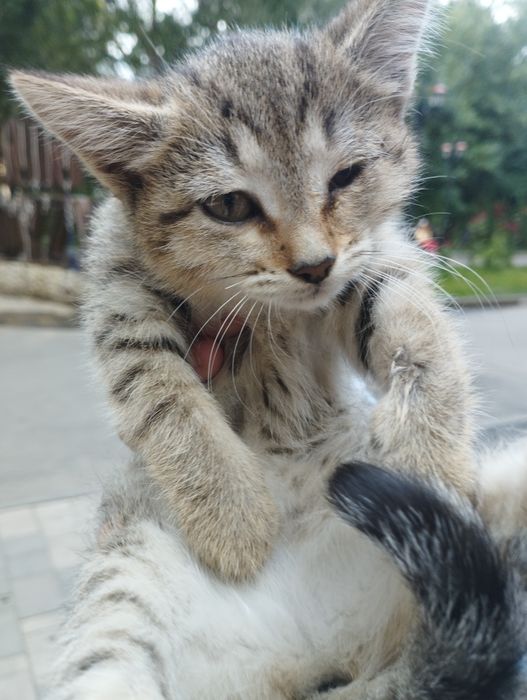 Котёнок маленький, срочно