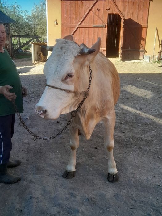 De vânzare  vaca  băltata  gestantă ân luna a 9