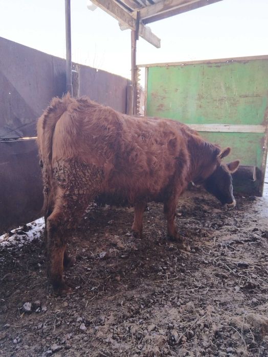 Продаются телочки.