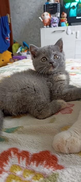 Продаётся котенок